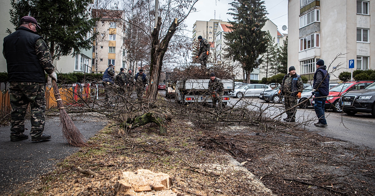 Kivágják a csíkszeredai Nárcisz sétány veszélyessé vált akácfáit
